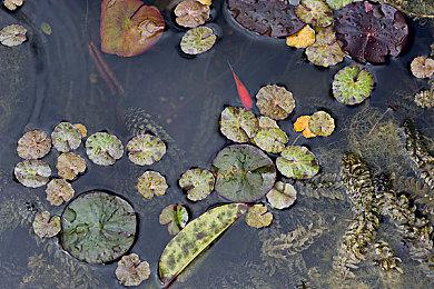卧龙凤雏？《红霞岛》《魔咒之地》上了美版热搜